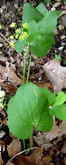 lobed), stem leaves