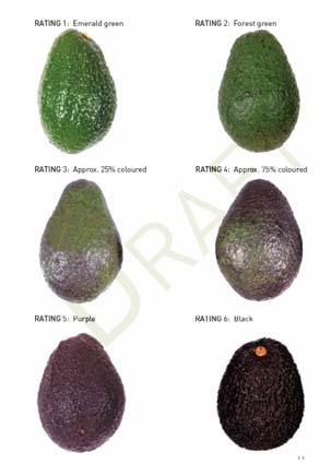 California Hass Avocado Relationship between dry matter and final peel color Final Peel Color = 3.06261-0.00264DW +0.