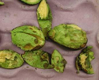 Body Rot Postharvest Diseases Stem End Rot What we know about the avocado fruit It is a climacteric