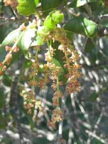 Coast Live Oak Quercus agrifolia OPEN FLOWERS One or more open, fresh flowers are visible on