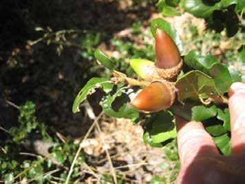 Coast Live Oak Quercus agrifolia RIPE FRUITS One or more ripe fruits are visible on the plant.