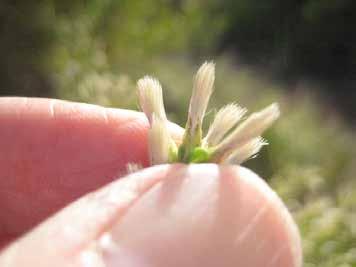 For Baccharis pilularis, the fruit is very tiny and