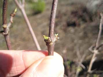 Elderberry Sambucus nigra BREAKING LEAF BUDS One