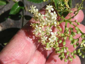 Flowers and unopened flower buds Note that some of the