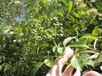 For Sambucus nigra ssp cerulea, the fruit is berry-like and