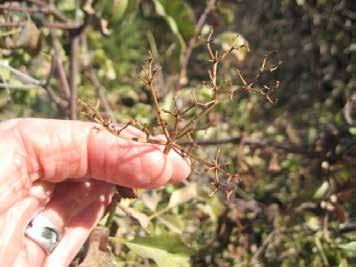 Elderberry Sambucus nigra RECENT FRUIT OR SEED DROP One or more