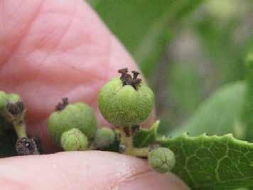 For Heteromeles arbutifolia, the fruit