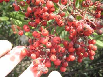 For Heteromeles arbutifolia, a fruit is