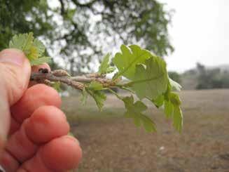Valley Oak Quercus lobata INCREASING