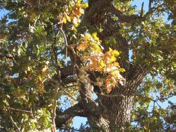 Valley Oak Quercus lobata COLORED LEAVES One or more leaves (including any