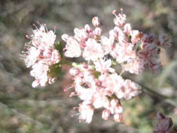 Buckwheat Eriogonum fasciculatum OPEN FLOWERS One or
