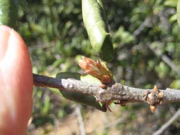 Coast Live Oak Quercus agrifolia