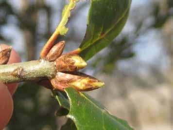 A leaf bud is considered breaking