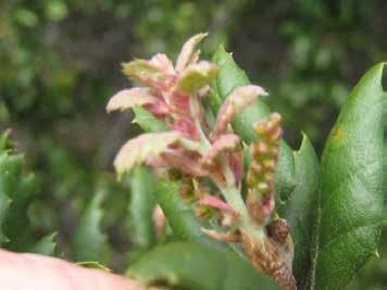In Quercus agrifolia the new, young leaves will have a red color from anthocyanidins; these red pigments help shield the new