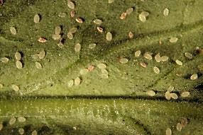 Greenhouse Whiteflies Greenhouse whitefly pupae infected by the beneficial fungus Beauvaria bassiana on