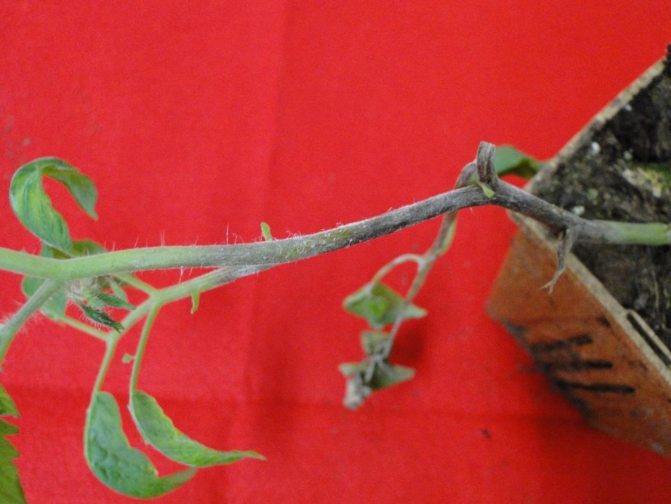 Late Blight on Tomato Y.