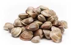 60/80 27018 10 KG FROZEN OYSTER HALF SHELL CLAMS 10/12 CM