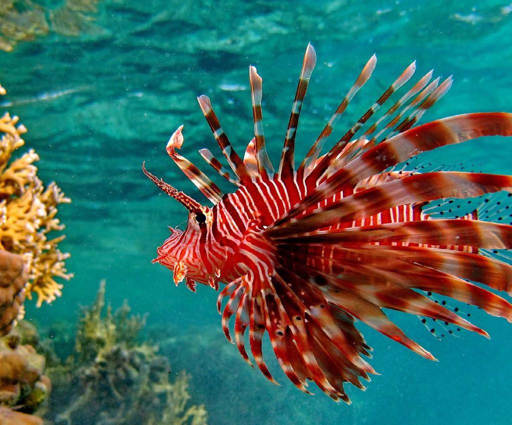 Lionfish Friday Eat Them To Beat Them Help us keep an invasive species at bay whilst indulging in a 5 course culinary lionfish delight at the water s edge.