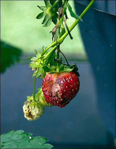 Strawberries have exactly one pest: the mouth. The mouth of a rabbit, the mouth of a vole, the mouth of a squirrel you get the idea.