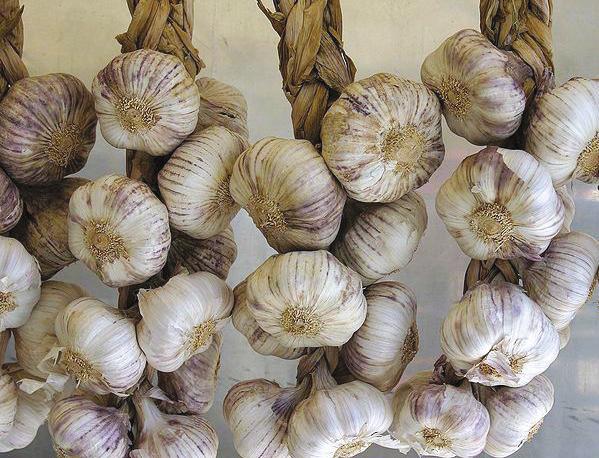 GARLIC A bulb covered with dry, loose outer skin, made up of individual cloves; skin must be removed. Select plump, dry and firm heads with a smooth white covering.