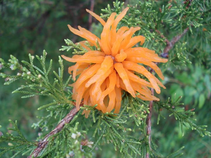 Cones are about ¼ inch wide. Bark is reddish-brown and peeling off. Eastern Red Cedar can grow up to 40 feet tall.