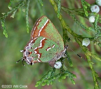 Juniper Hairstreak. Young Red Cedars get eaten by white-tailed deer, mice, and Eastern cottontails.
