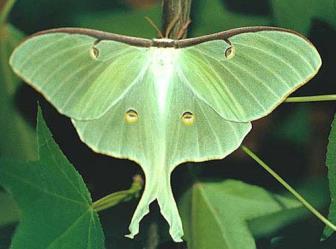 Moth, which has a wingspan of 4 1 / 8 inches! Sweetgums provide shelter for many birds and mammals. Treehoppers nibble the leaves of sweetgum.