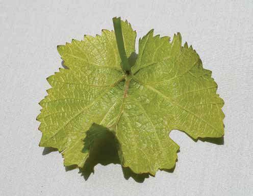 Nitrogen-related disorders Pinot leaf curl has similarities to a nitrogen-related disorder in grape cultivars known as false potassium or spring fever that may occur when cool weather follows a warm