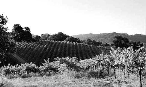 Hwy 128 / Boonville - Philo Mendocino Coast 155 ANDERSON VALLEY WINERIES Pictured are Le Vin Vineyards, where grapes are grown organically and the songs of birds help the grapes grow into luscious