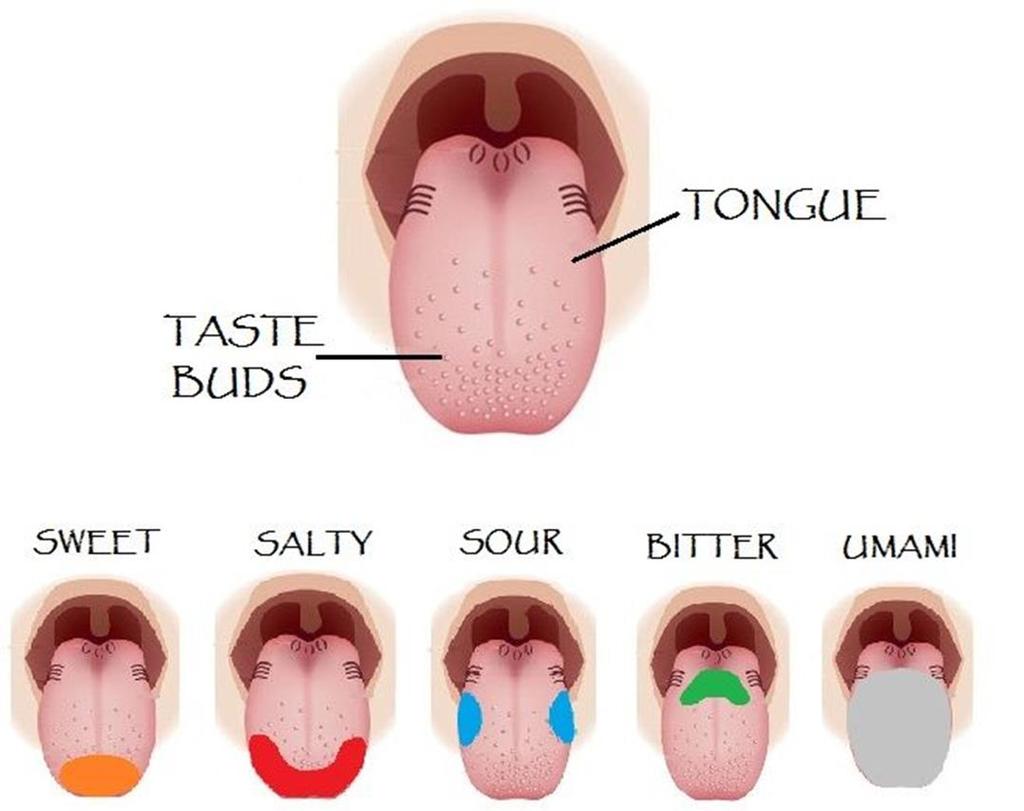 The Five Senses Taste: Food that comes in contact with our tongue Taste buds detect flavors Sweet, sour, salty, bitter, umami (savory) Umami is