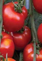 102, SAMP, COLL Stupice H IN 60 70 Extra early and reliable; cool-season heirloom produces 2 red fruits with wonderful, balanced, sweet-acid tomato flavor.