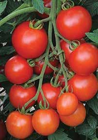 of 3 tasty varieties 68 of each First-to-Fruit Collection Early Girl Juliet Stupice Heirloom Collection Brandywine (Sudduth s) Cherokee Purple Mortgage Lifter