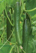 Grafted Cucumbers Coolcumber (Khassib) 70 80 Coolcumber Giga Bite High yielding plant produces crisp, sweet,