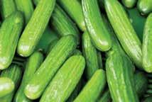 Crisp 8 long, slender fruits up to 1 in diameter with fine white spines and glossy, green skin.