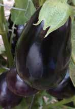 102 Grafted Eggplants Epic (Dusky) Ping Tung Epic (Dusky) classic 70 80 Purple-black oval fruits can be picked