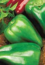 102 Grafted Peppers Big Bertha SWEET 70 80 Big Bertha Golden Bell Extra large, thin-walled bell peppers can