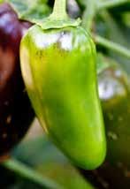 Anaheim MILD 65 75 Tapered, 6 8 long peppers turn from green to red, with delicious, mildly hot flavor. A popular variety that s excellent for roasting or frying.