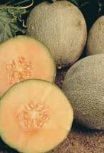 102 TM Anaheim Jalapeno Grafted MELONS Ambrosia Cantaloupe 80 90 A reliable garden and fresh market favorite.
