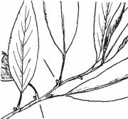 Mat-forming: Describes a plant with densely clustered stems which spreads out over the ground. Midrib: The central vein running the length of a leaf.