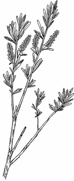 X 0.9 Salix candida: Low shrub with elongate, leathery, densely tomentose leaves and twigs,