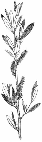 X 0.9 Salix drummondiana: Many-branched shrub with pruinose twigs and branchlets, densely hairy lower leaf surfaces, and