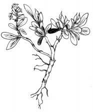 X 1.3 X 1.3 X 2.5 Salix rotundifolia var.