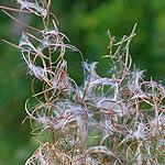 tuberosa Anemone 