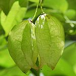 Michigan Lily icktrefoil -