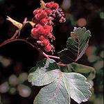 (American Cranberrybush)