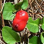 Maianthemum racemosum Rhus