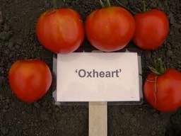 Oxheart