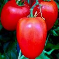 Tomatoes from Daisy Hill Farm Cherry Tomatoes Black Cherry (heirloom) Black