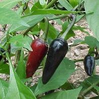It is not always easy to get peppers to ripen in New England during our