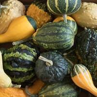 Mature fruits range from between 4-6 pounds Jack-Be-Little Pumpkin
